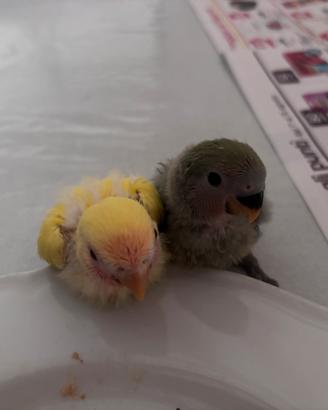 Vendita pappagalli inseparabili
