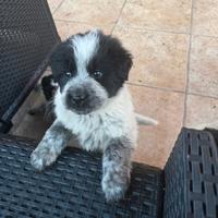 Cuccioli incrocio maremmano