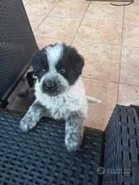 Cuccioli incrocio maremmano