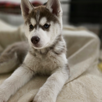 Siberian Husky