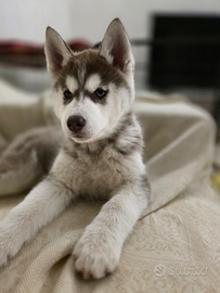 Siberian Husky