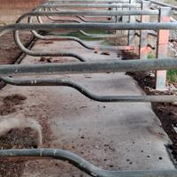 Battifianchi per bovini