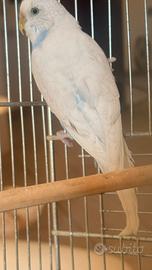 Uccello