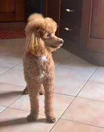 Barboncino nano toy cuccioli