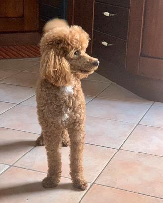 Barboncino nano toy cuccioli