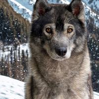 Siberian Husky hanno pedigree Enci