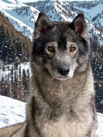 Siberian Husky hanno pedigree Enci