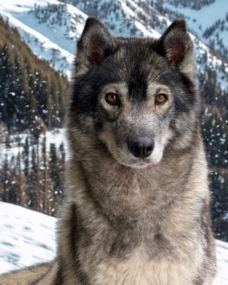 Siberian Husky hanno pedigree Enci