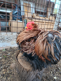 Gallo cocincina nana riccio