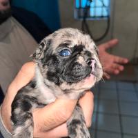 Bulldog francesi