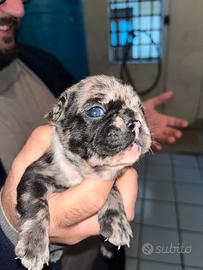 Bulldog francesi