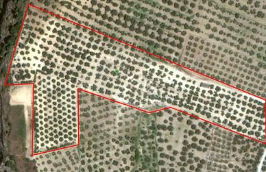 Uliveto Comune Belcastro (Foresta)