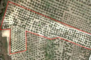 Uliveto Comune Belcastro (Foresta)