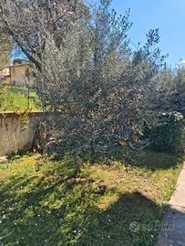 Piante di Ulivo 