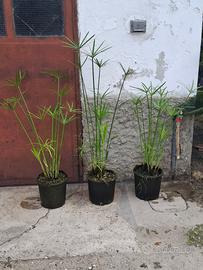 Piante di falso papiro in vaso grande