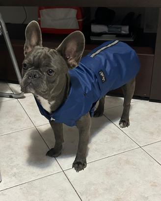 Accoppiamento bulldog francese