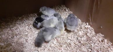 Pulcini di Araucana color lavanda e Marans