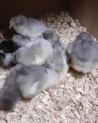 Pulcini di Araucana color lavanda e Marans