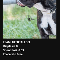 Boxer alta genealogia
