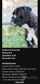 Boxer alta genealogia