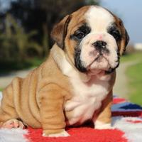 Cucciolo bulldog inglese maschio