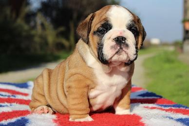 Cucciolo bulldog inglese maschio