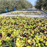 Olio evo produzione propria 2025