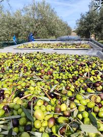 Olio evo produzione propria 2025