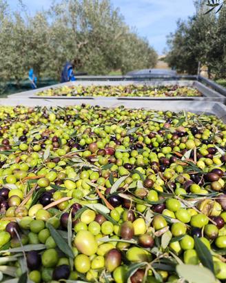 Olio evo produzione propria 2025