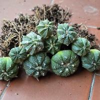 Astrophytum Asterias Ibridi