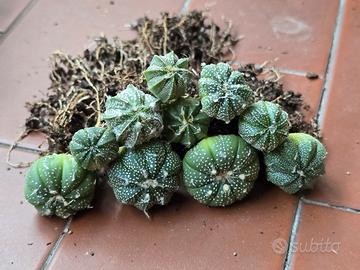 Astrophytum Asterias Ibridi