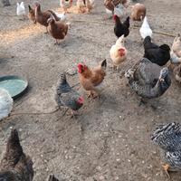 Galline e galli