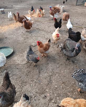 Galline e galli