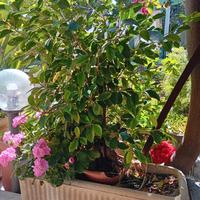 vaso con bonsai e geranio 