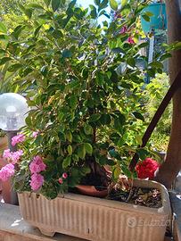 vaso con bonsai e geranio 