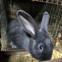 Coniglio blu di vienna