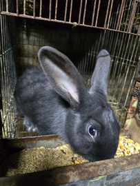 Coniglio blu di vienna