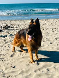 Pastore tedesco FEMMINA x accoppiamento