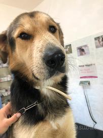 Ranco detesta il canile