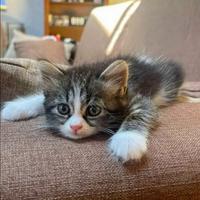 Gattini Siberiani incrocio 60 giorni