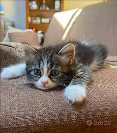 Gattini Siberiani incrocio 60 giorni