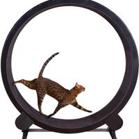 AWYLL Tapis Roulant per Animali da Corsa