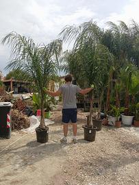 Piante di cocos