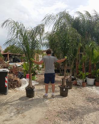 Piante di cocos