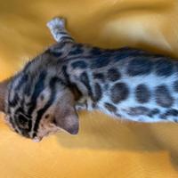 Cuccioli di gatto bengal