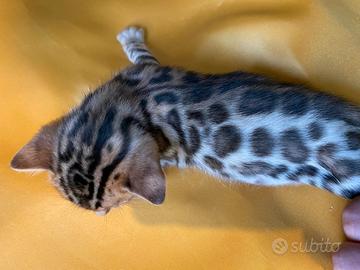 Cuccioli di gatto bengal