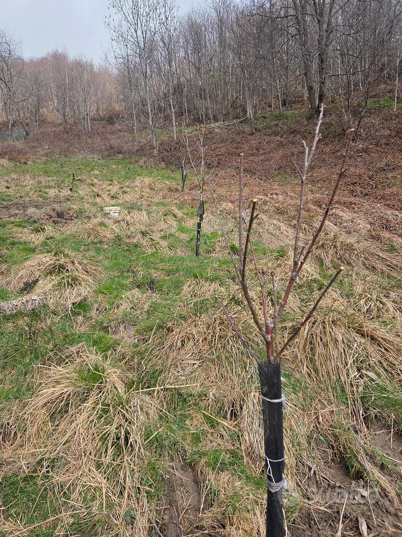 Terreno con Rustico - Vista 5