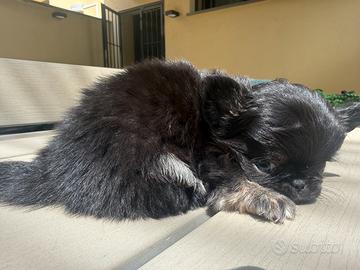 Chihuahua maschio