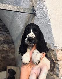 Cucciola di cocker spaniel