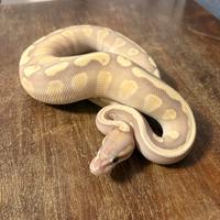 Ultimo baby Pitone Reale 2025 (PRENOTATO)